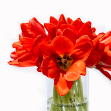 Load image into Gallery viewer, Scarlet