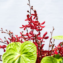 Load image into Gallery viewer, Jade